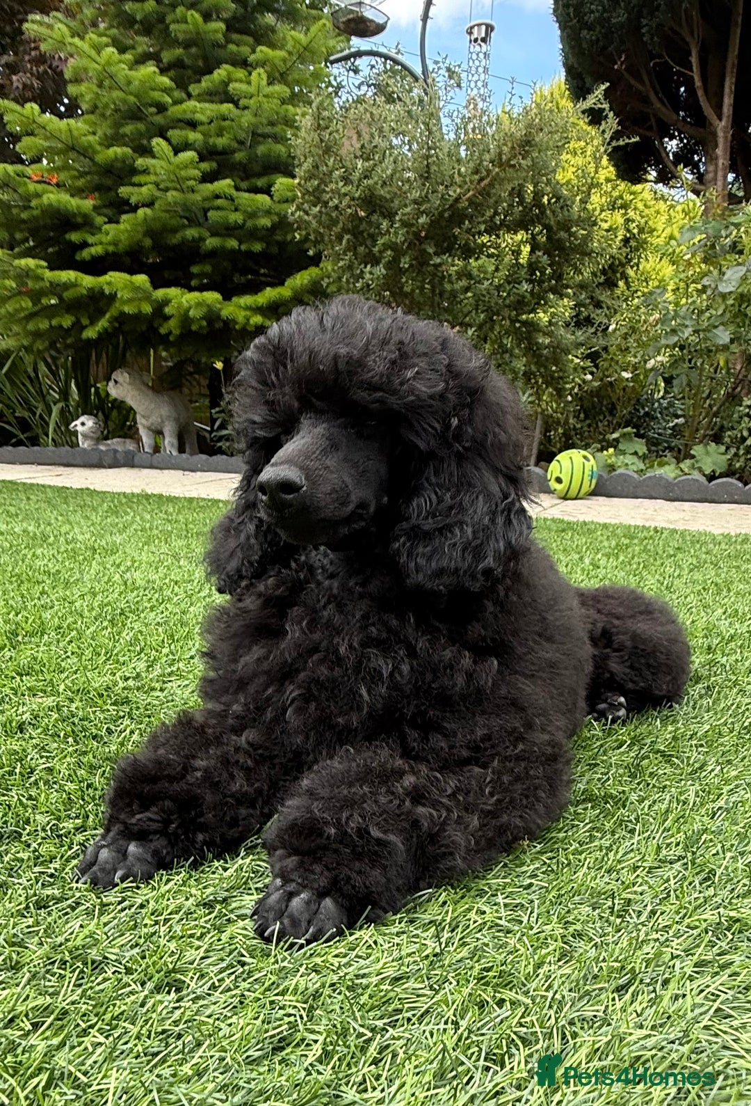 Toy Poodle dogs for sale: Kc registered beautiful toy poodle - Image 1