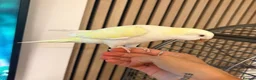 Parakeets birds for sale: Bonded pair Quakers  in Middlesbrough - Advert 3