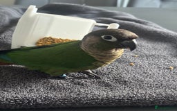 Conures birds for sale: Hand reared very tame conure - Image 4