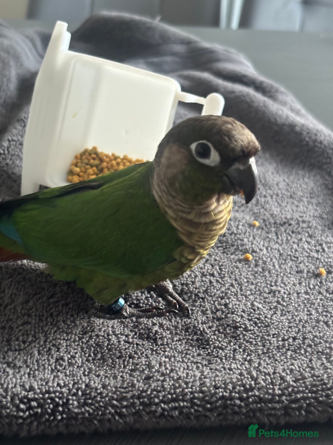Conures birds for sale: Hand reared very tame conure - Image 4
