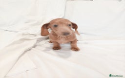 Miniature Dachshund dogs for sale: Miniature dachshund  - Image 6