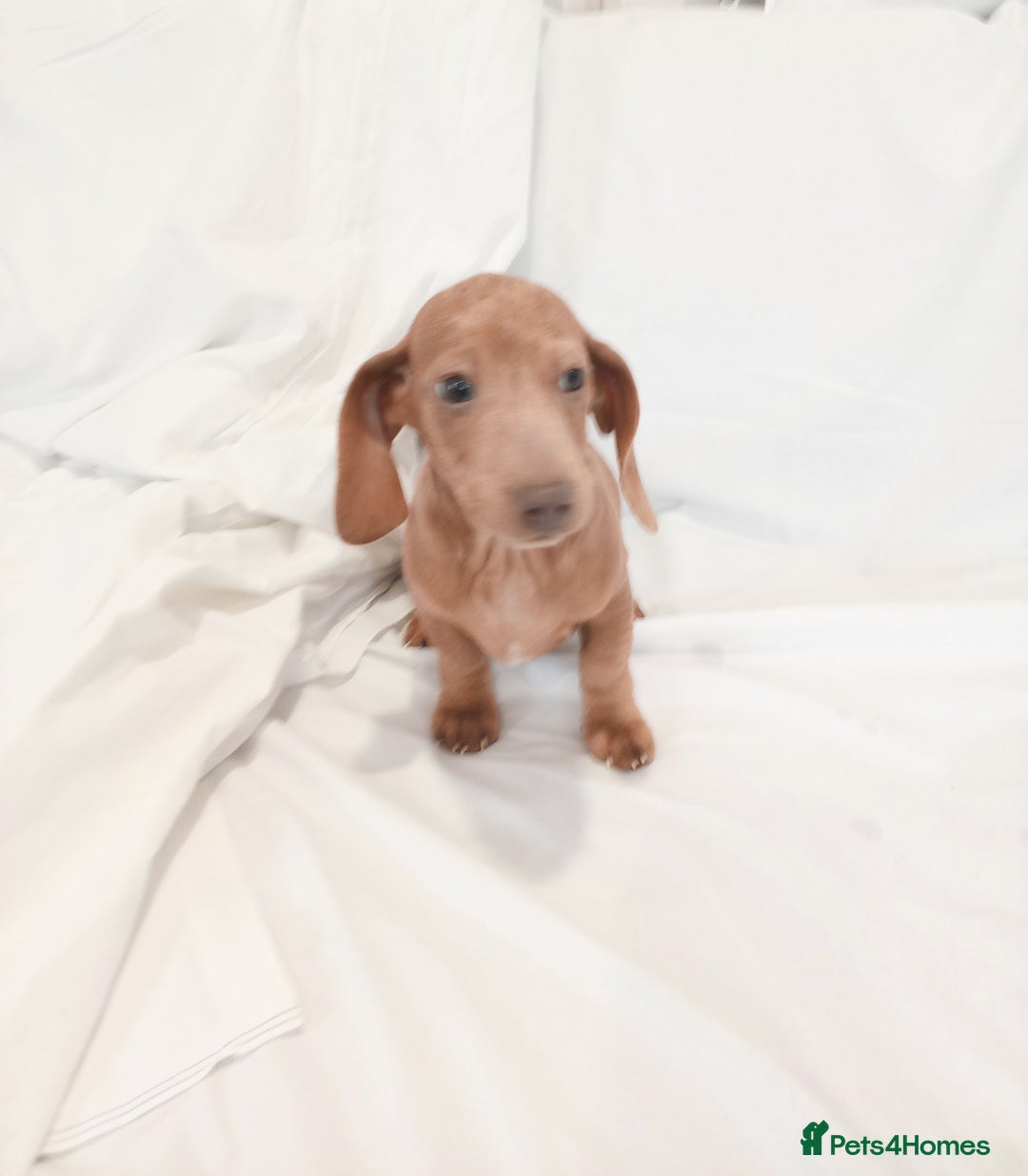 Miniature Dachshund dogs for sale: Miniature dachshund  - Image 6