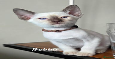 Siamese cats - Advert 4