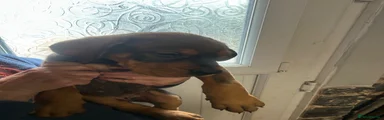 Mixed Breed 4