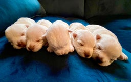 West Highland Terrier dogs for sale: Beautiful litter of west highland terriers  - Image 2