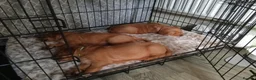 Golden Retriever dogs for sale: 1 boy ready to leave KC reg Red Golden retriever - Advert 16
