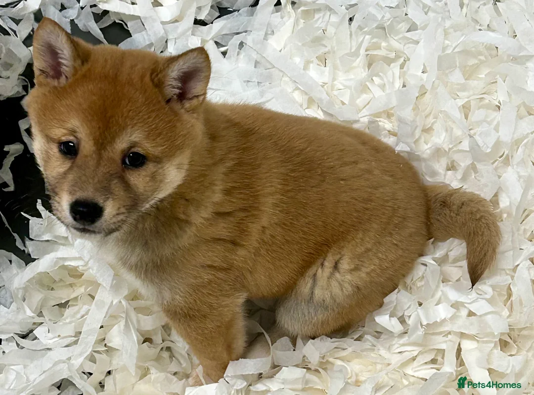 Japanese Shiba Inu dogs for sale: The stunning Japanese Shiba Inu  - Advert 3