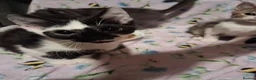 Mixed Breed cats for sale: Beautiful Kittens for sale in Mansfield - Advert 7
