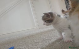 Russian Blue cats for sale: Beautiful male kitten  - Image 2