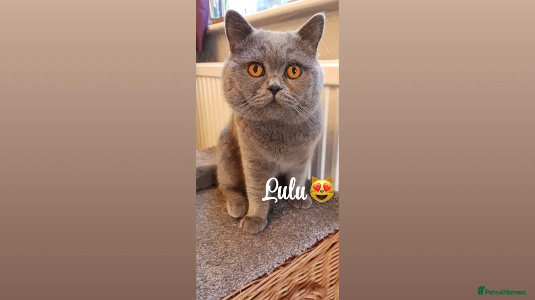 British Shorthair cats for sale:  PEDIGREE Teddy Male British Shorthair  - Advert 3