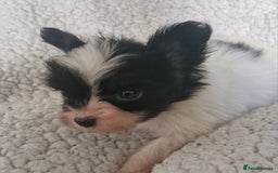 Papillon dogs for sale: KC Papillon. DNA health tested.  - Image 16