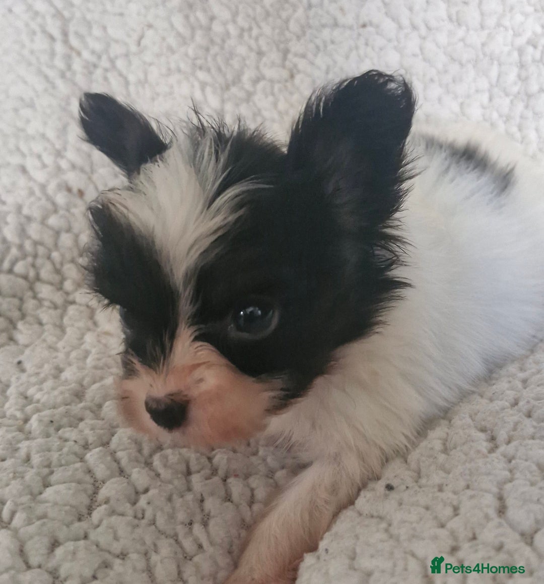 Papillon dogs for sale: KC Papillon. DNA health tested.  - Image 16
