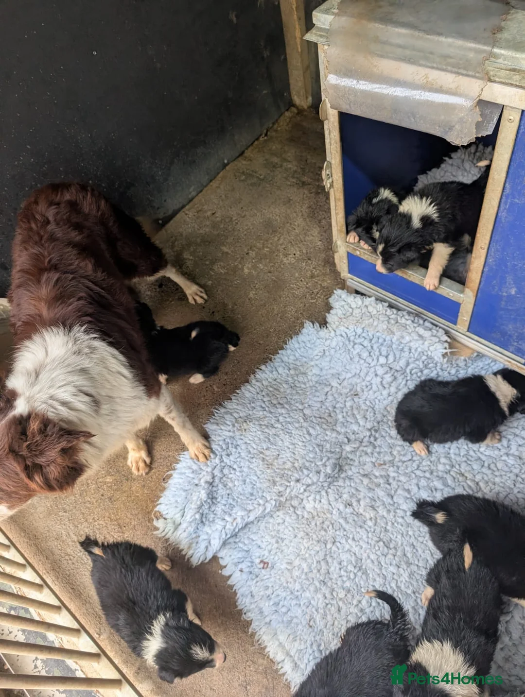 Border Collie dogs for sale: Isds registered pups  in Richmond - Advert 2