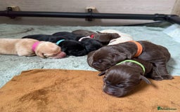 Labrador Retriever dogs for stud: Chocolate Labrador For Stud in Burnley - Image 2