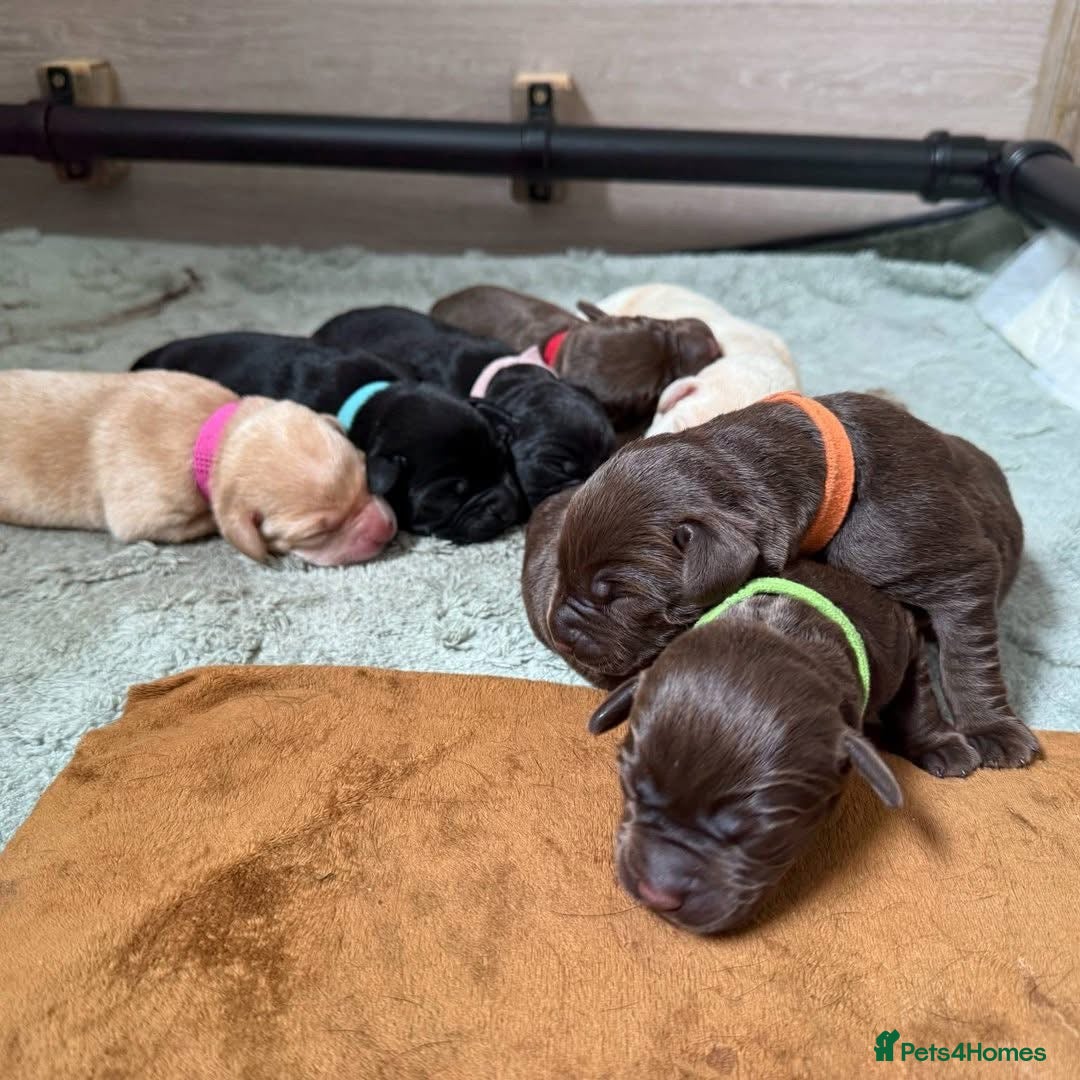 Labrador Retriever dogs for stud: Chocolate Labrador For Stud in Burnley - Image 2