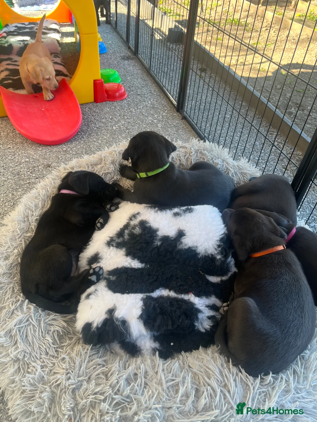 Labrador Retriever dogs for sale: Quality litter by FtCh Rowpainter Othello  - Advert 2