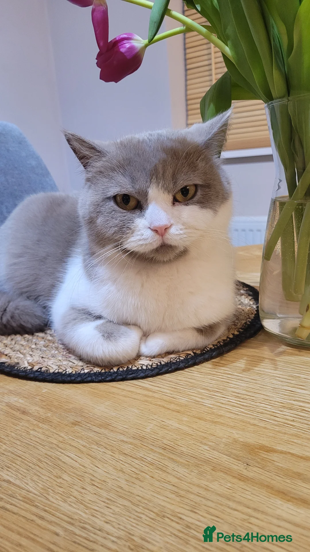 British Shorthair cats for sale: Lovely British Shorthair Kittens in Rugby - Advert 9
