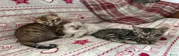 Bengal cats for sale: Bengal kittens  - Advert 9