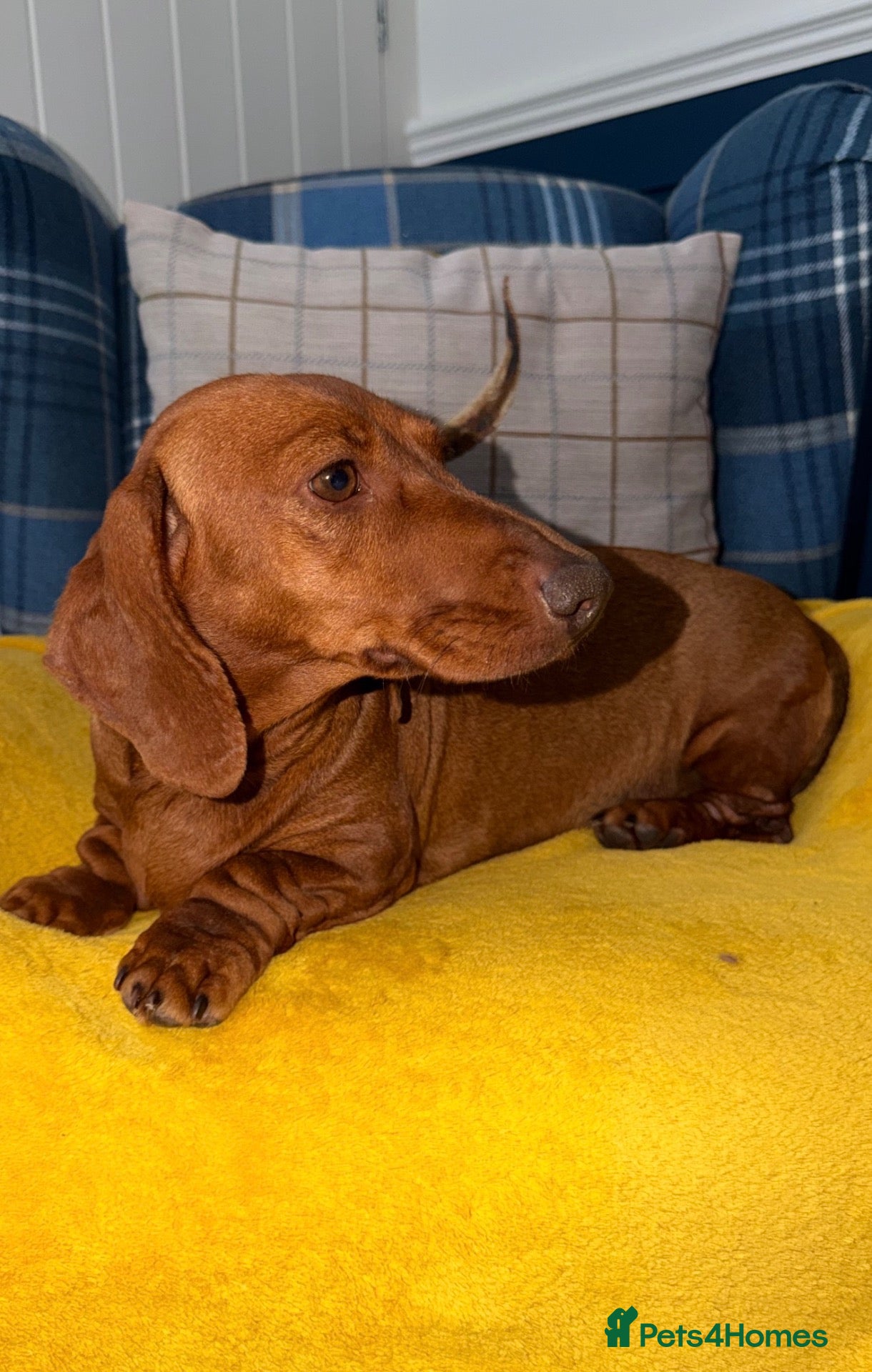 Miniature Dachshund dogs 💙💙One Chocolate Based Red Boy Left💙💙 - Advert 2
