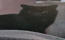 Bombay cats for sale: Cat for rehoming - Image 5