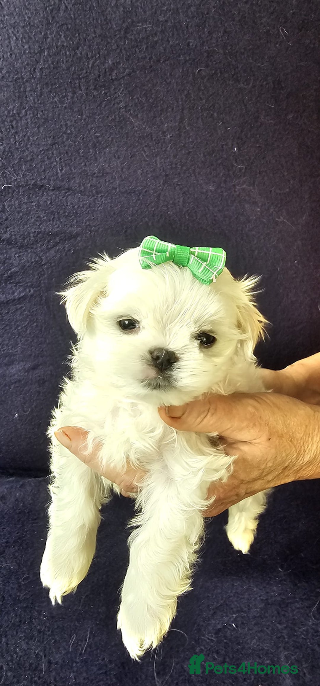 Maltese dogs for sale: Mini Maltese  - Advert 3