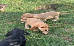 Cocker Spaniel dogs for sale: LAST 3 GIRLS ⭐️⭐️⭐️⭐️⭐️CH BLOODLINES  - Image 10