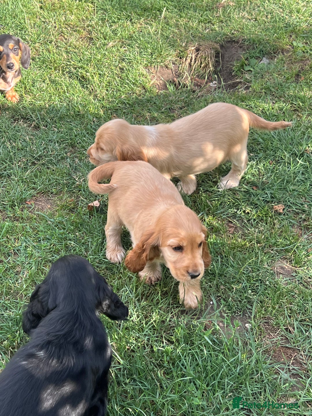 Cocker Spaniel dogs for sale: LAST 3 GIRLS ⭐️⭐️⭐️⭐️⭐️CH BLOODLINES  - Image 10
