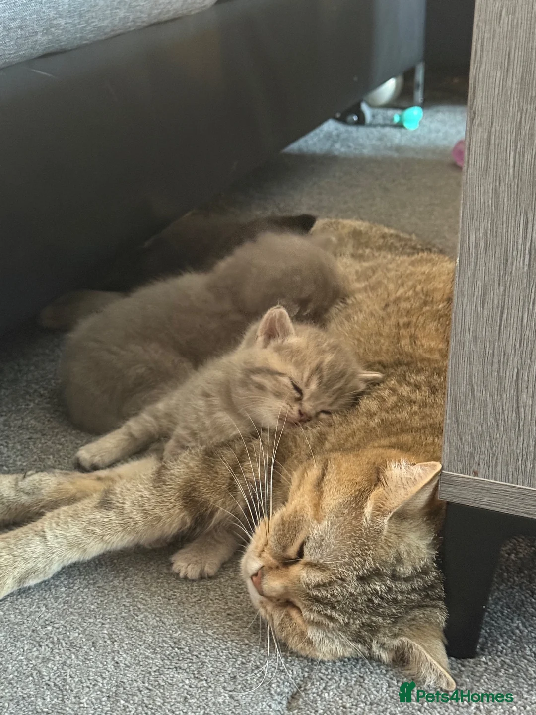British Shorthair cats for sale: Beautiful British Shorthair Kittens 7 Weeks Old 🐾 - Advert 12