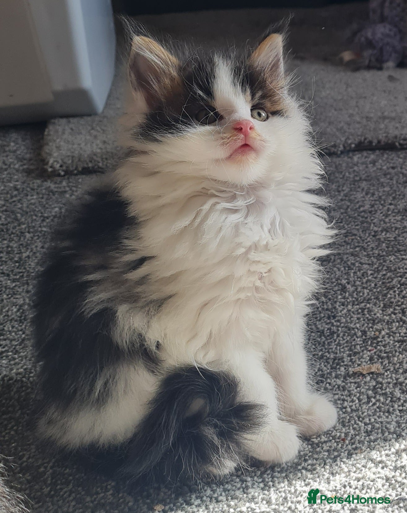 Maine Coon cats Gorgeous Mainecoons available  - Advert 11