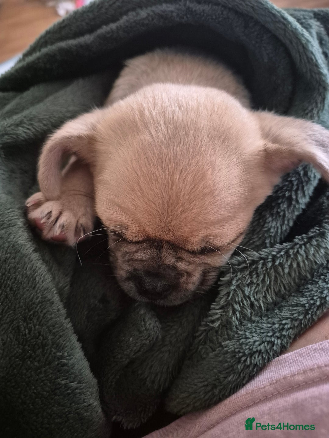 Chug dogs for sale: Bubbles (6 Months - Female Chug) - Advert 3