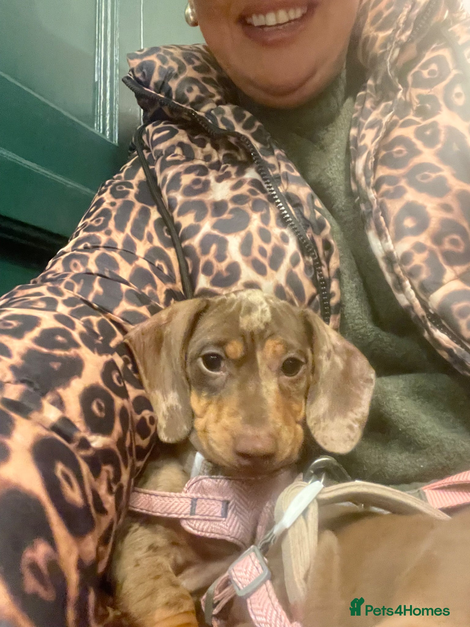 Miniature Dachshund dogs for sale: Miniature Dachshund  - Advert 3
