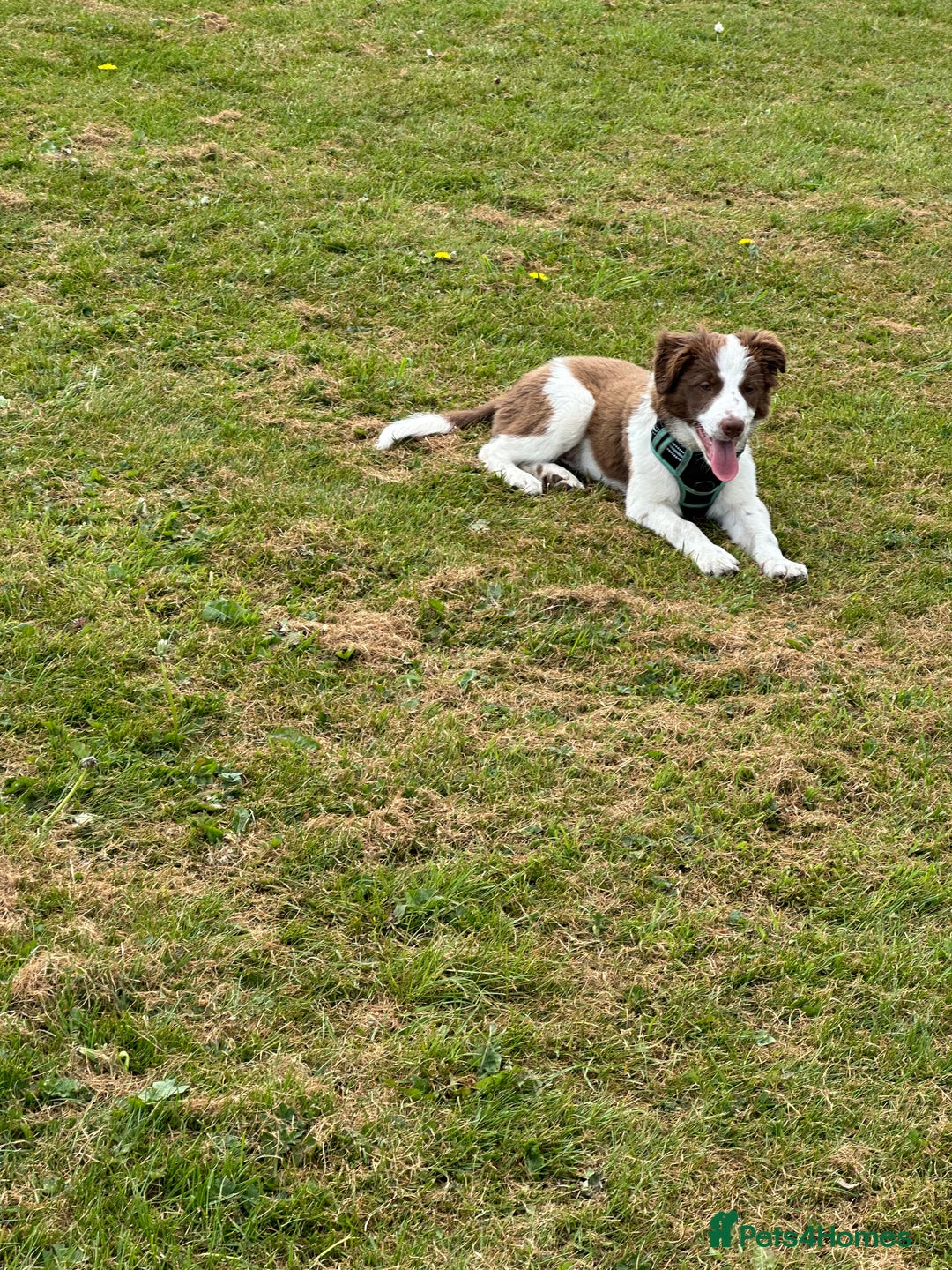 Border Collie dogs for sale: KC Reg Red Border Collie - Image 22