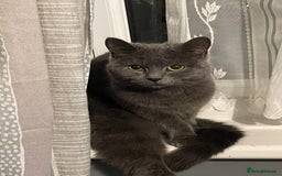 Ragdoll cats for sale: Beautiful persian ragdolls  - Advert 7