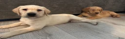 Labrador Retriever dogs for sale: KC Labrador Pups, Champion Line, Health Tested - Advert 7
