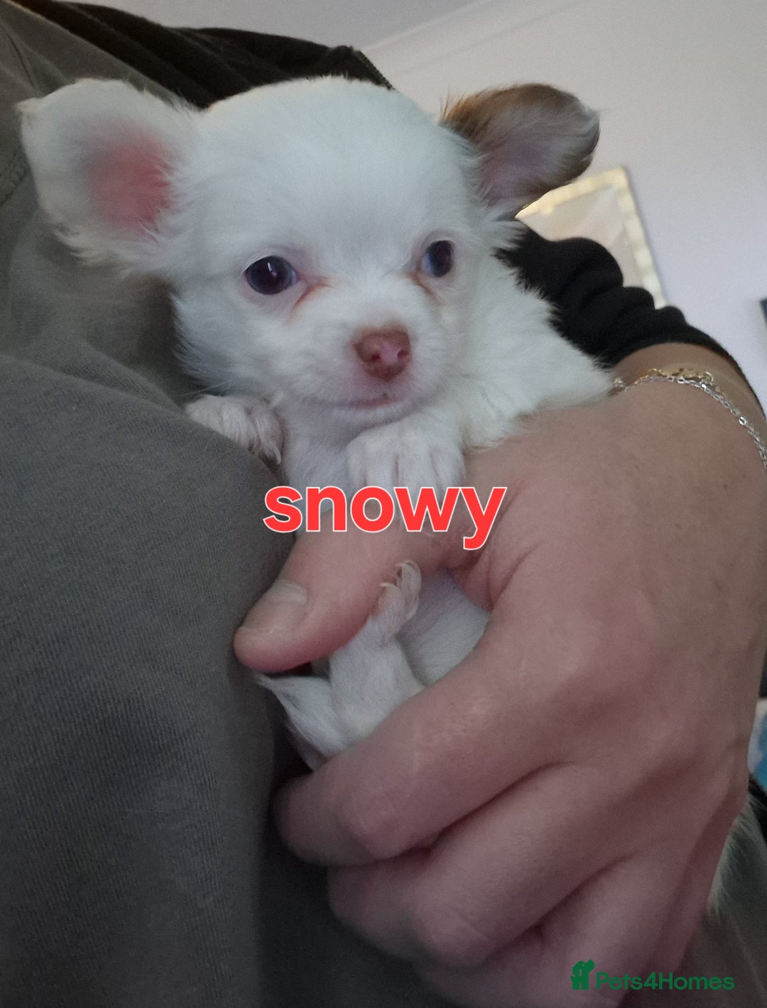 Chihuahua dogs for sale: Chihuahuas puppy's   - Image 17