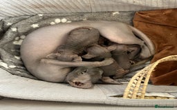 Sphynx cats for sale: Two bonded Sphynx cat brother  - Image 3