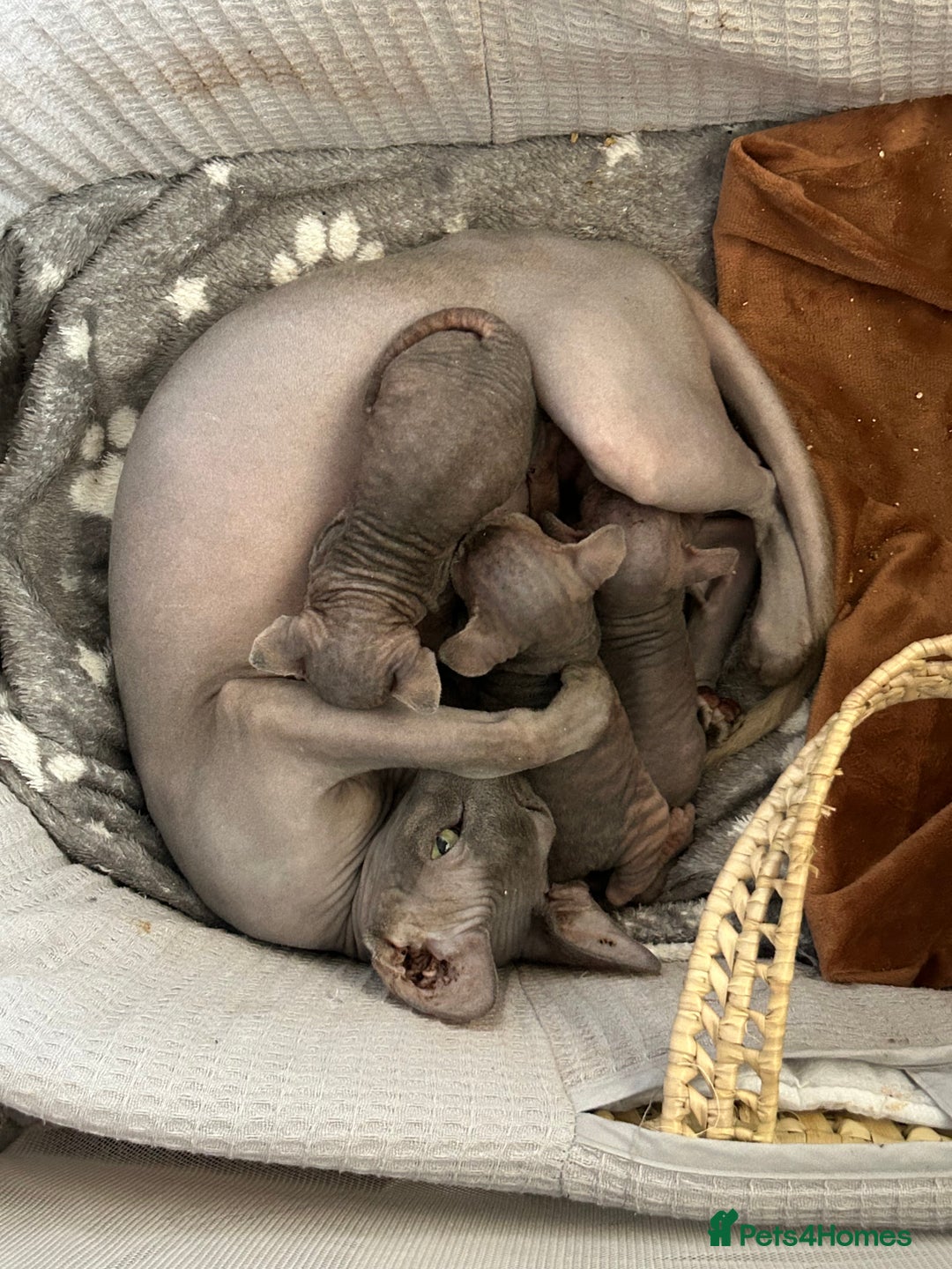 Sphynx cats for sale: Two bonded Sphynx cat brother  - Image 3