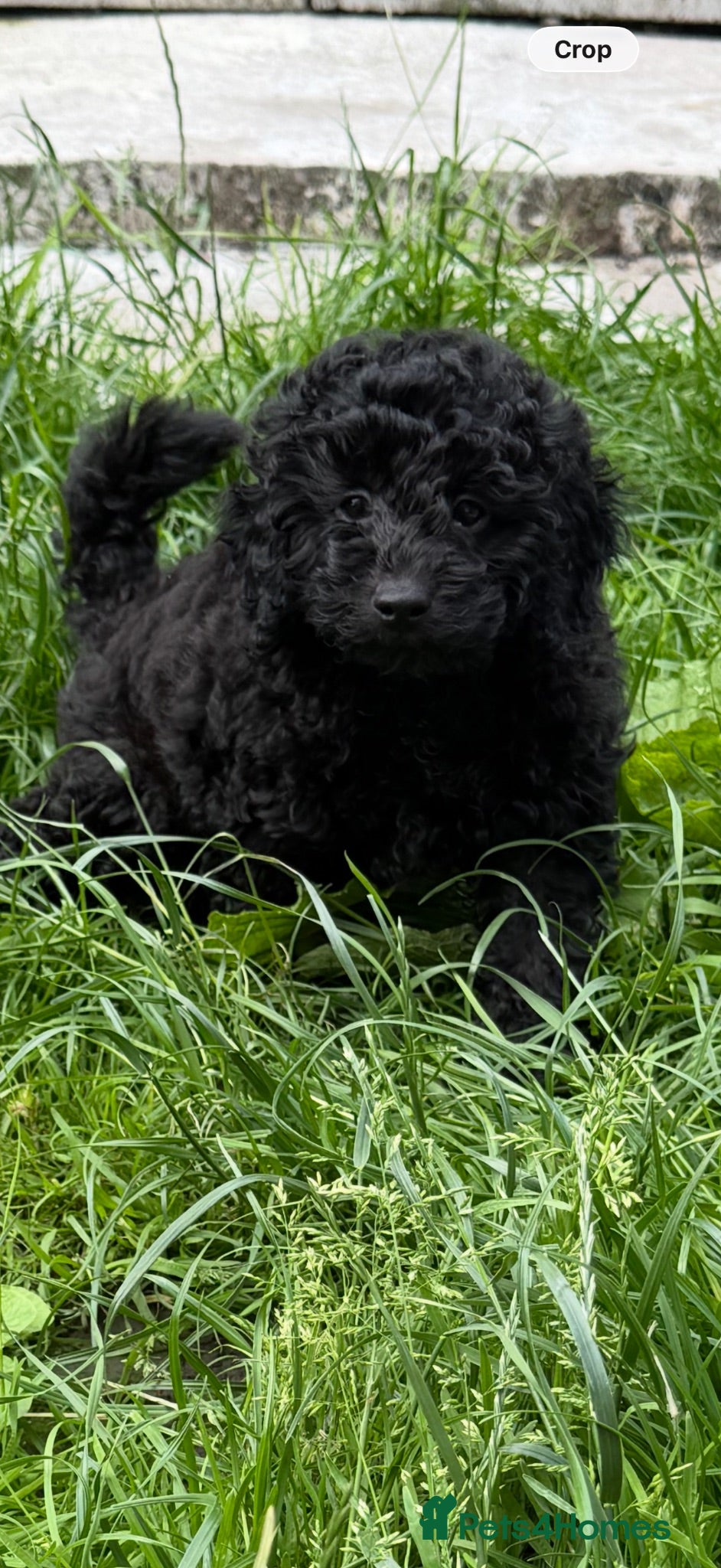 Toy Poodle dogs REDUCED 1 Left KC REG Pure Toy Poodle Puppy - Advert 2