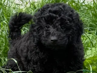 Toy Poodle dogs REDUCED 1 Left KC REG Pure Toy Poodle Puppy - Advert 2