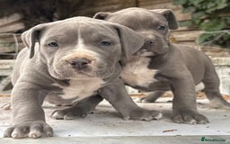 American Bully dogs for sale: Pocket bully puppies ready soon  - Image 24