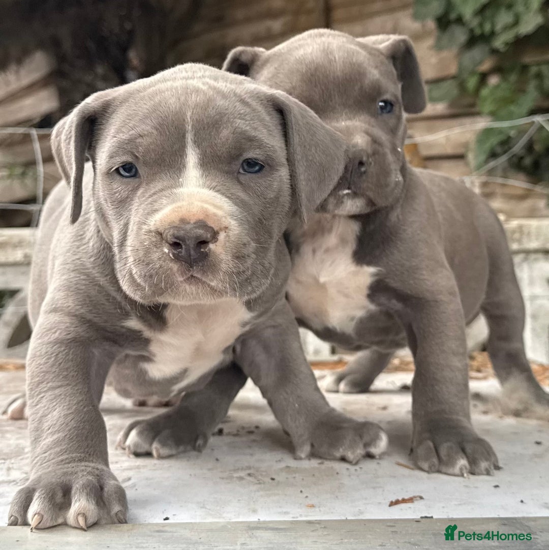 American Bully dogs for sale: Pocket bully puppies ready soon  - Image 24