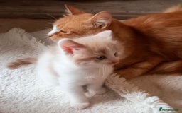 Maine Coon cats for sale: Maine Coone X ginger kittens v friendly & loving - Image 7