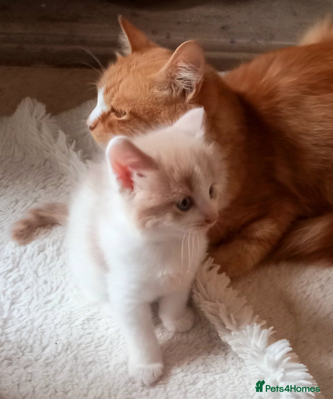 Maine Coon cats for sale: Maine Coone X ginger kittens v friendly & loving - Image 7