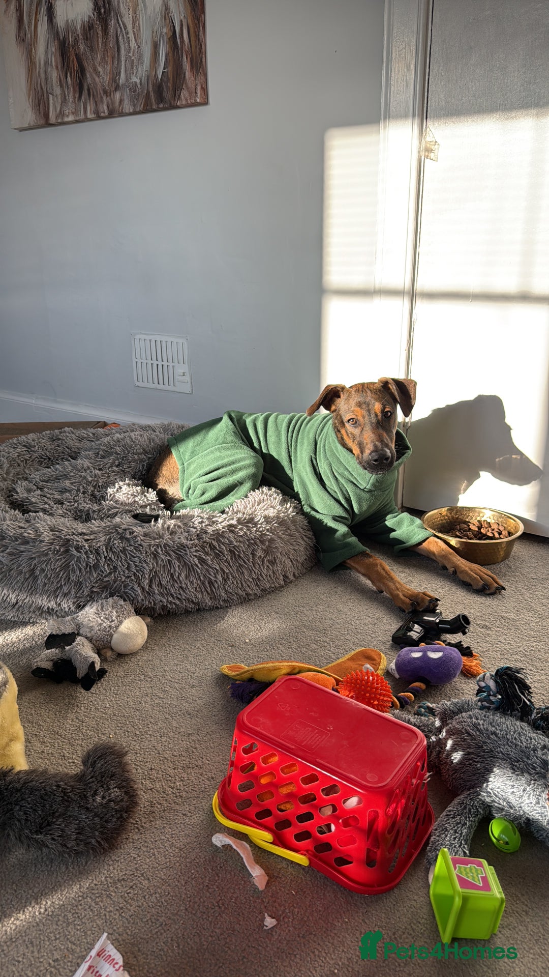 Mexican Hairless dogs for sale: 8 month old xoloitzcuintli - Advert 3