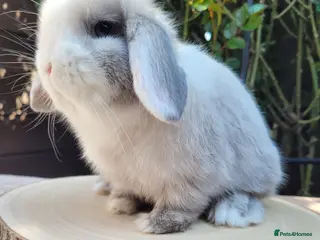 Mini Lop rabbits 4 Available Beautiful Purebred Mini Lop Bunnies - Advert 5