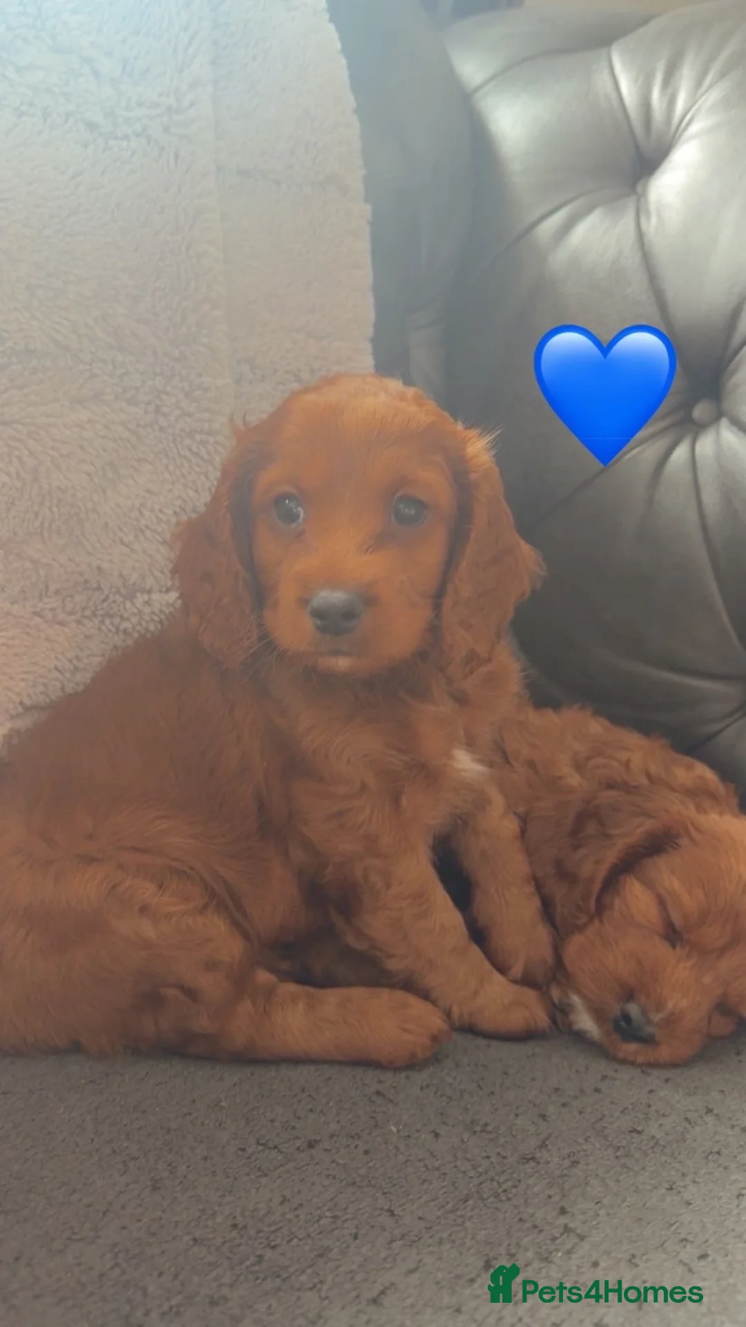 Cockapoo dogs for sale: Beautiful Fox Red F2 Cockapoo Puppies - Advert 22