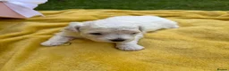 Bichon Frise dogs for sale: ⭐️Gorgeous Bichon Frise Puppies Available ⭐️ - Advert 18