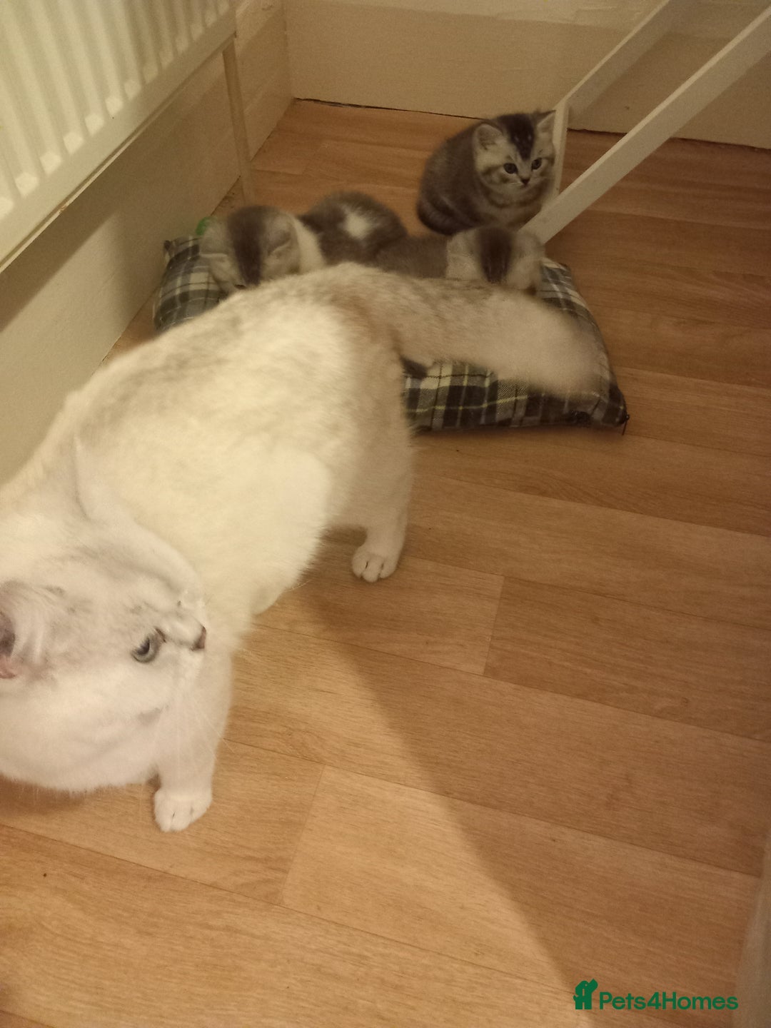 British Shorthair cats for sale: Stunning unusual British short hair kittens  - Advert 8