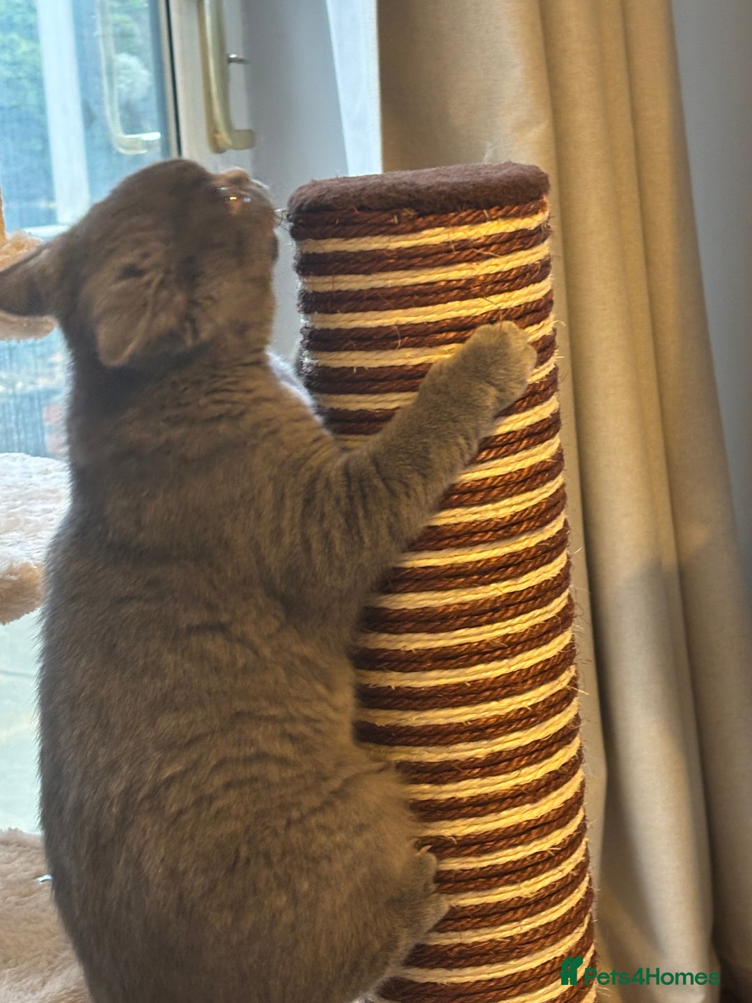 British Shorthair cats for sale: British blue shorthair  - Advert 3