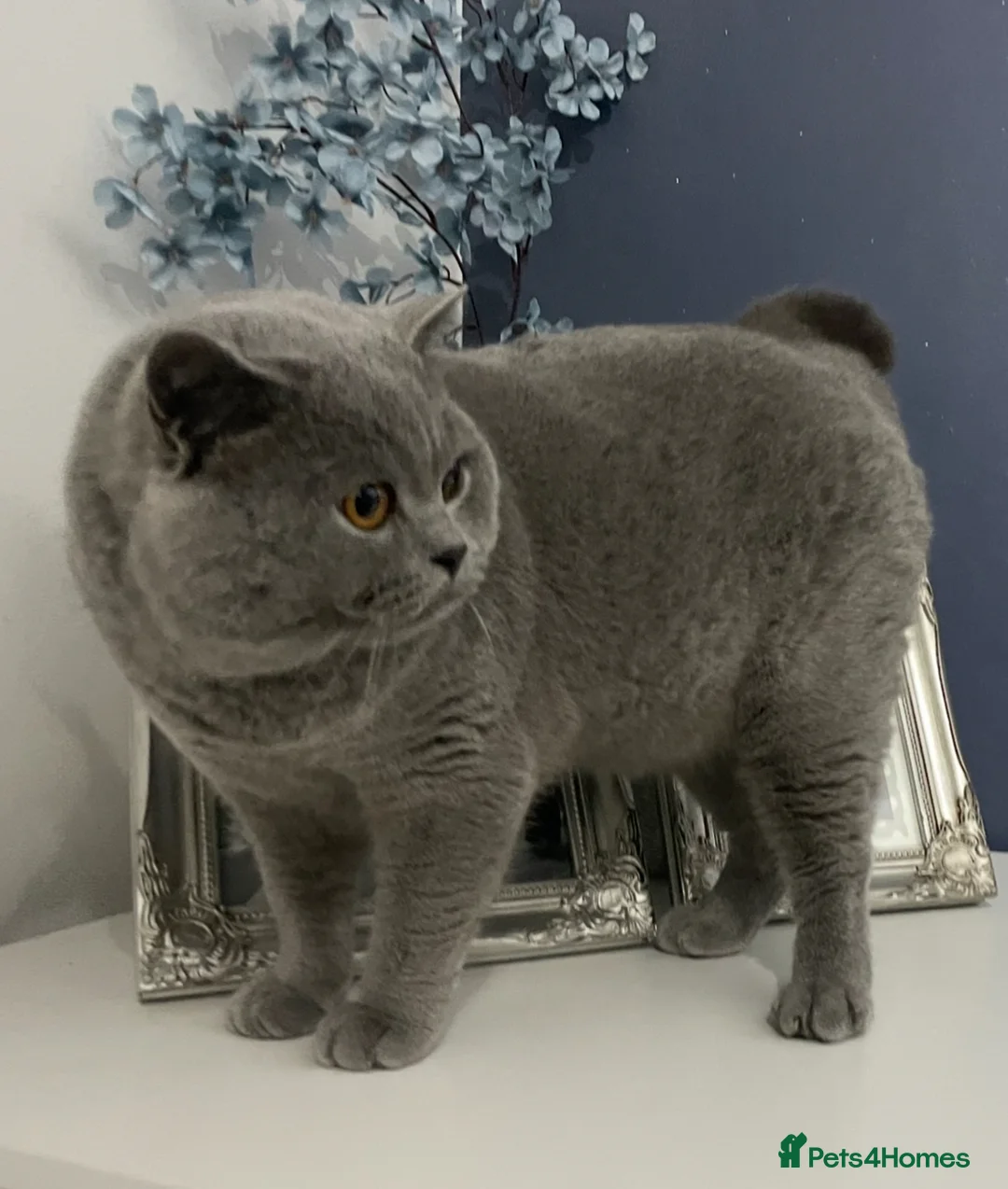 British Shorthair cats for sale: 🔥 GCCF KITTENS CHOCOLATE BLUE LILAC CHAMPION  - Advert 2